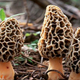 Illustration for article titled Morels installed